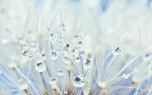 彼岸花开终自落(图1)